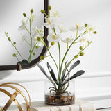 Glory White Orchid