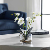 Glory White Orchid