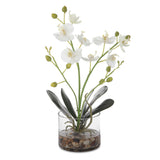 Glory White Orchid