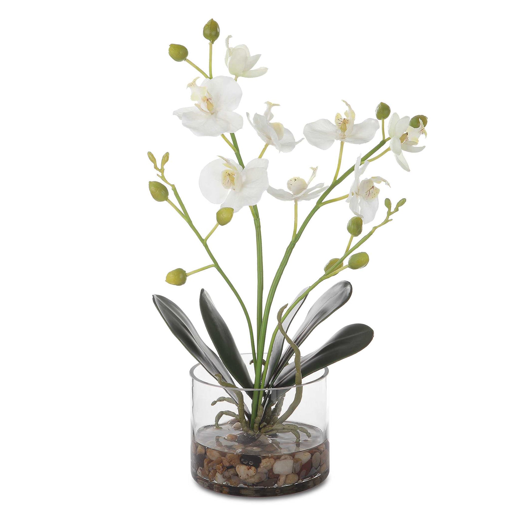 Glory White Orchid