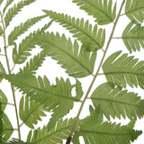 Country Green Ferns (Set of 2)