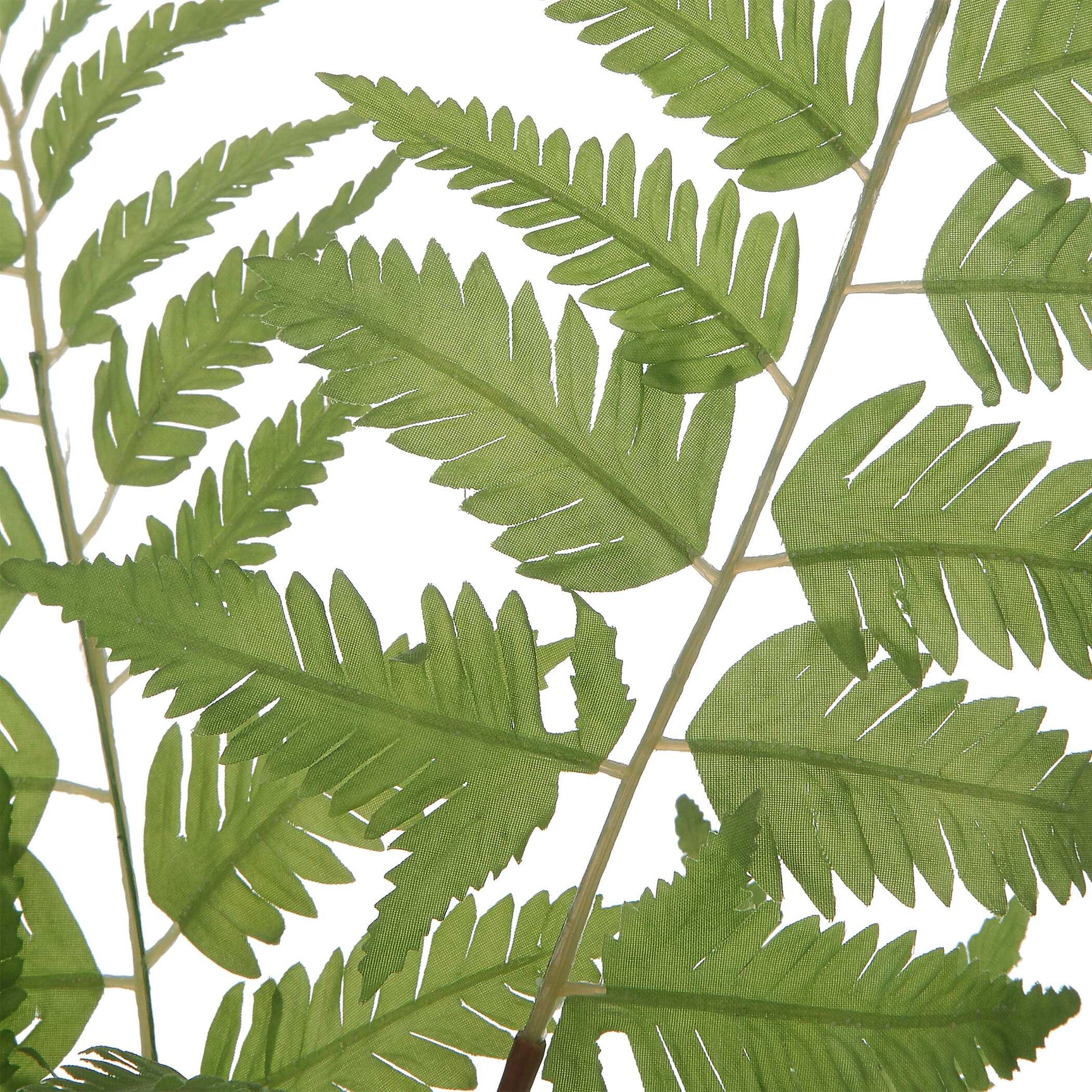 Country Green Ferns (Set of 2)
