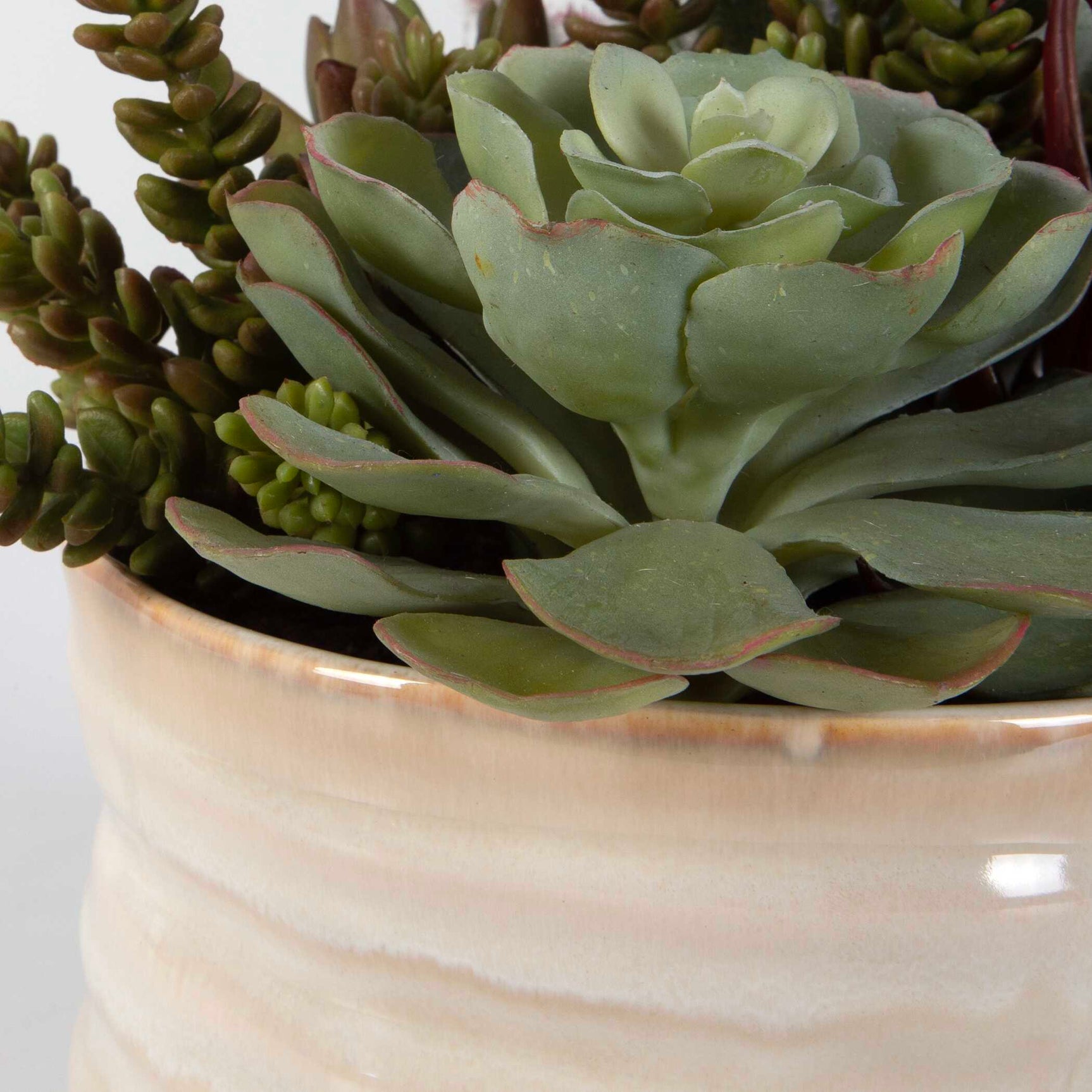 Mesa Succulent Green Accent