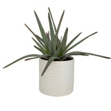 Taos Green/White Aloe Centerpiece