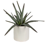 Taos Green/White Aloe Centerpiece
