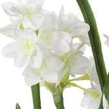 Lacey Daffodil White Accent Arrangement