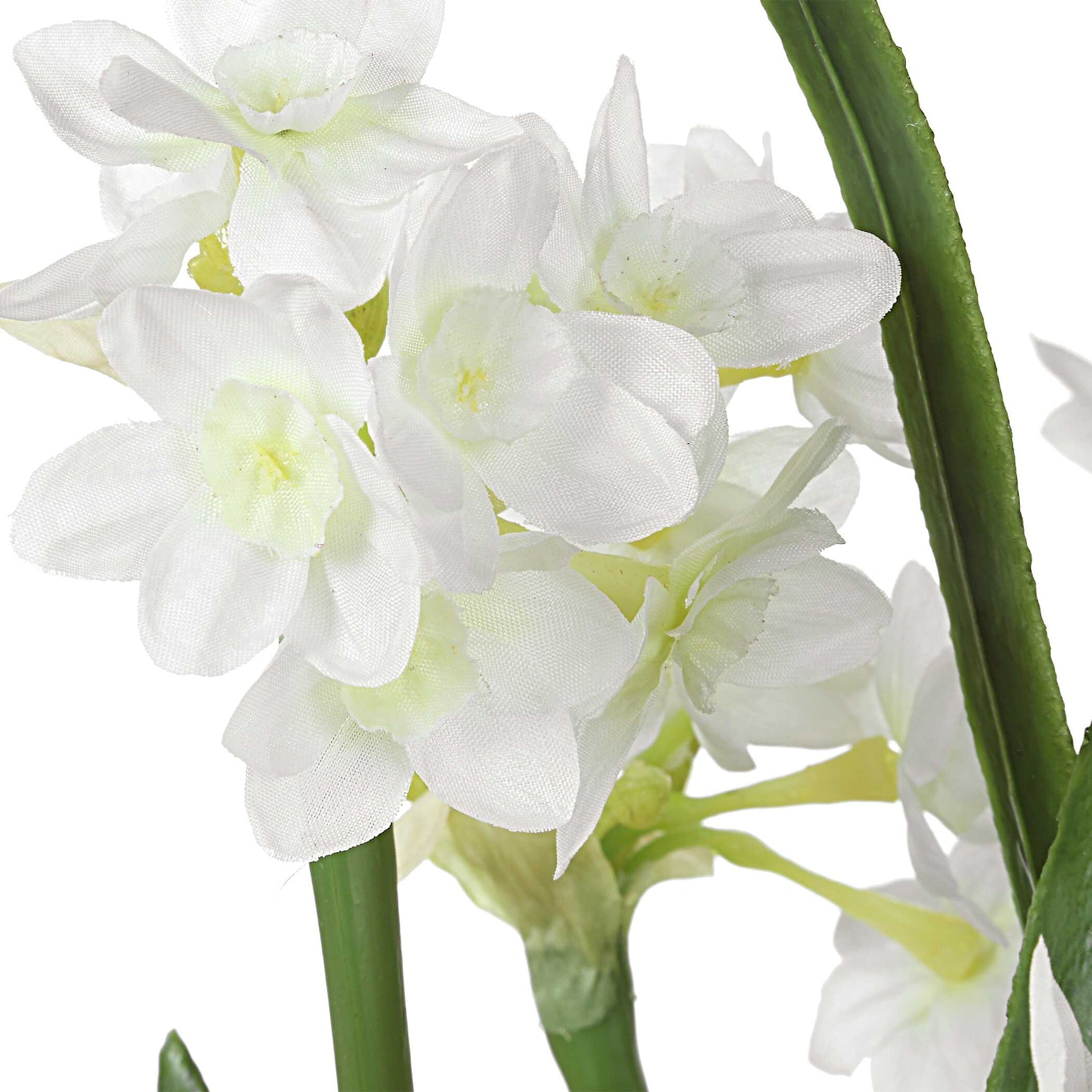 Lacey Daffodil White Accent Arrangement