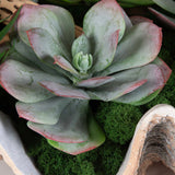 Seaside Breeze Green Succulents