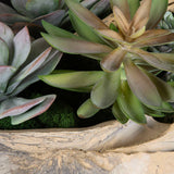 Seaside Breeze Green Succulents