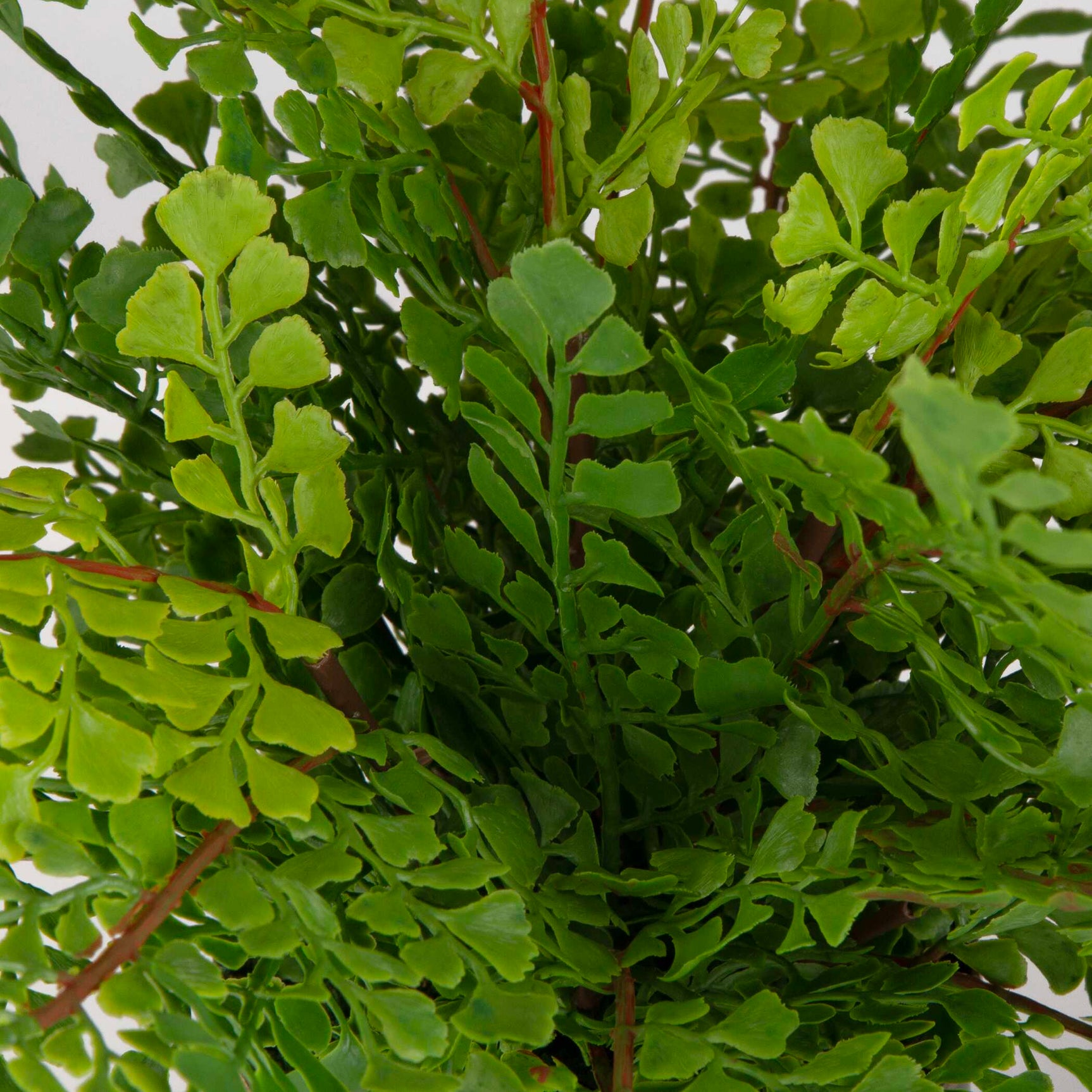 Maidenhair Fern Green Oxidized Container