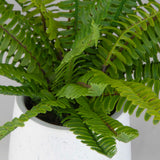 Boston Fern White Ceramic Pot