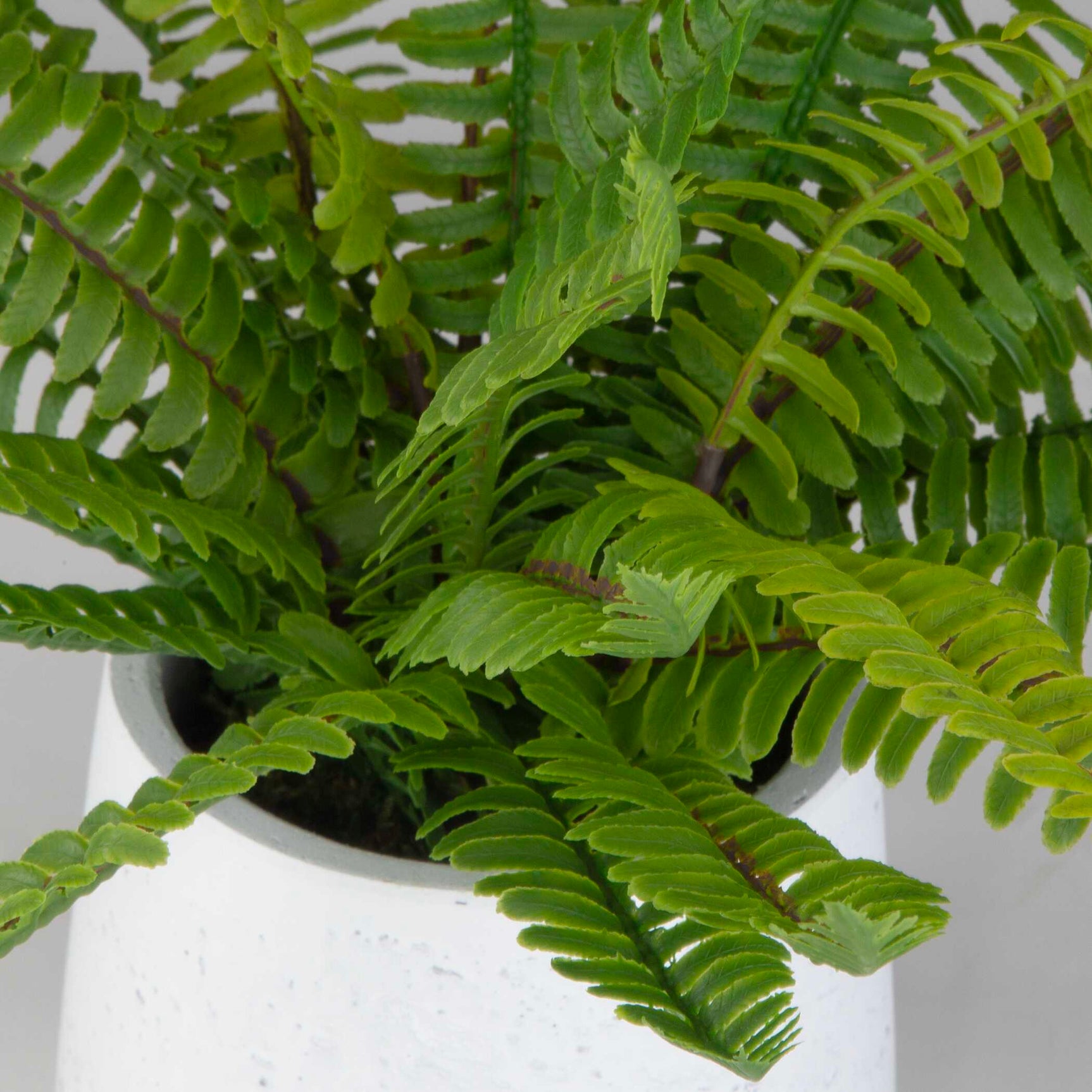 Boston Fern White Ceramic Pot