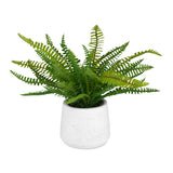 Boston Fern White Ceramic Pot