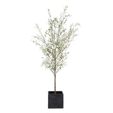Abundance Olive Potted Tree