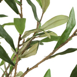 Abundance Olive Potted Tree