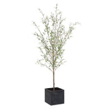 Abundance Olive Potted Tree