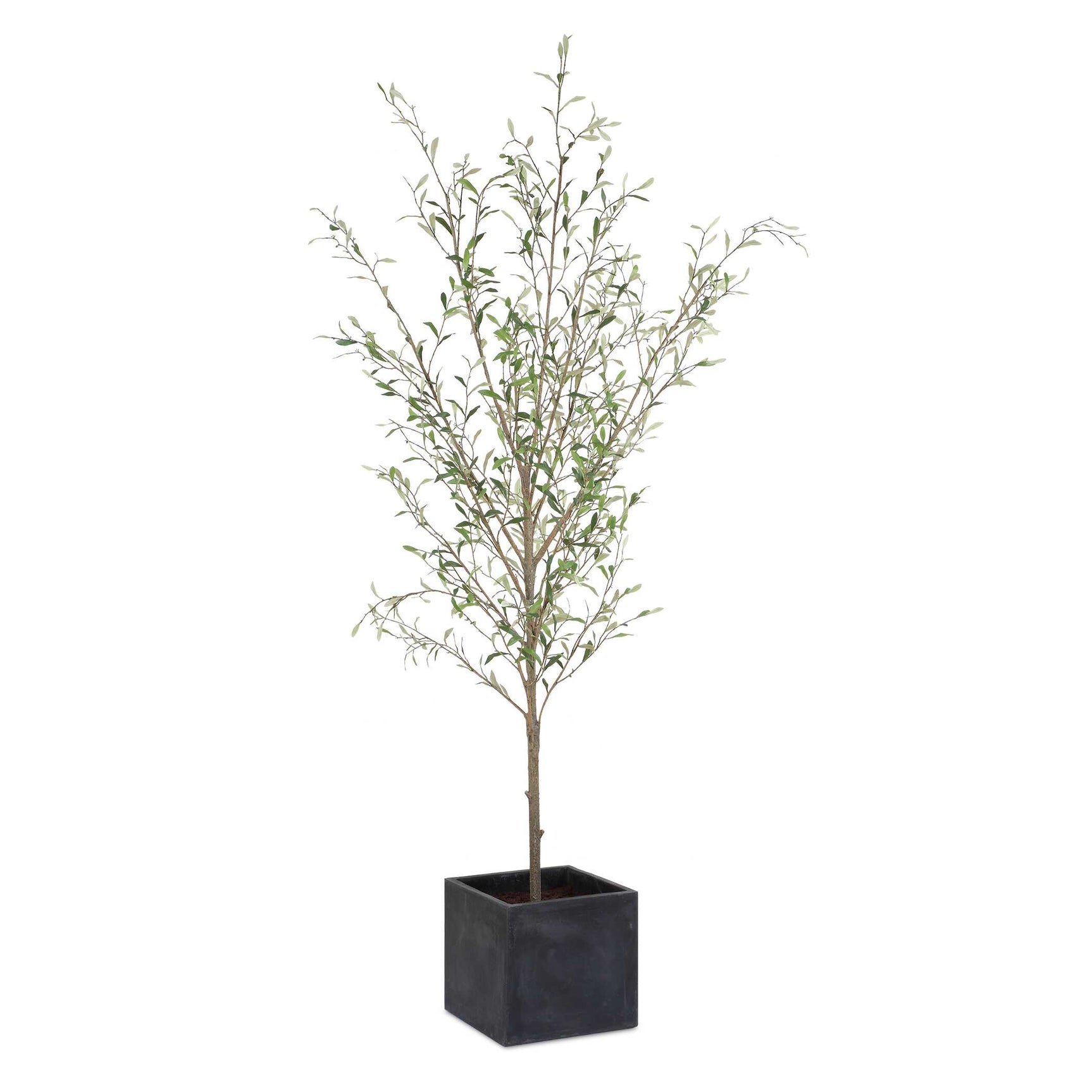 Abundance Olive Potted Tree