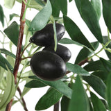 Olea Olive Potted Tree