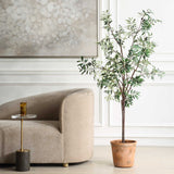 Olea Olive Potted Tree