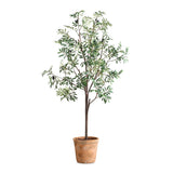 Olea Olive Potted Tree