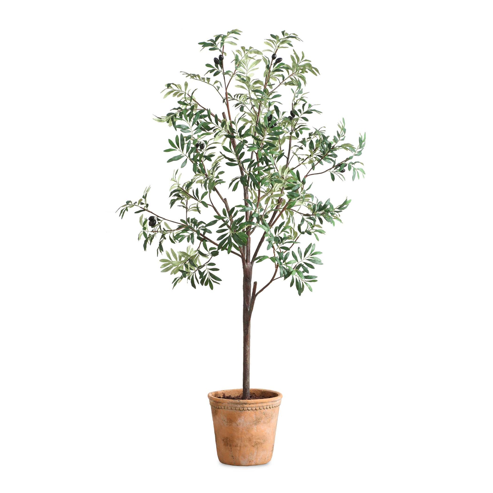 Olea Olive Potted Tree