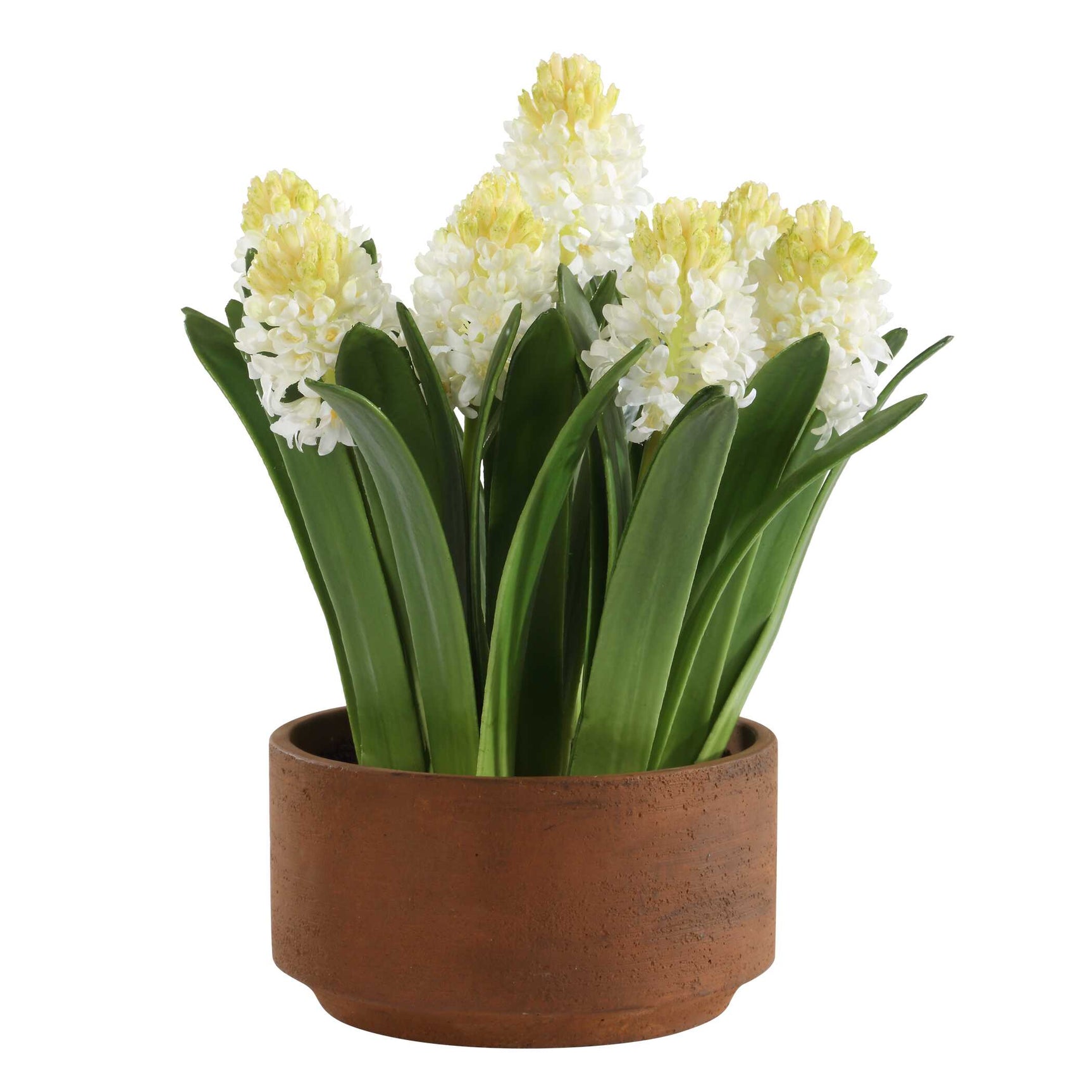 Sincerity Brown/Green/White Potted Hyacinth Plant