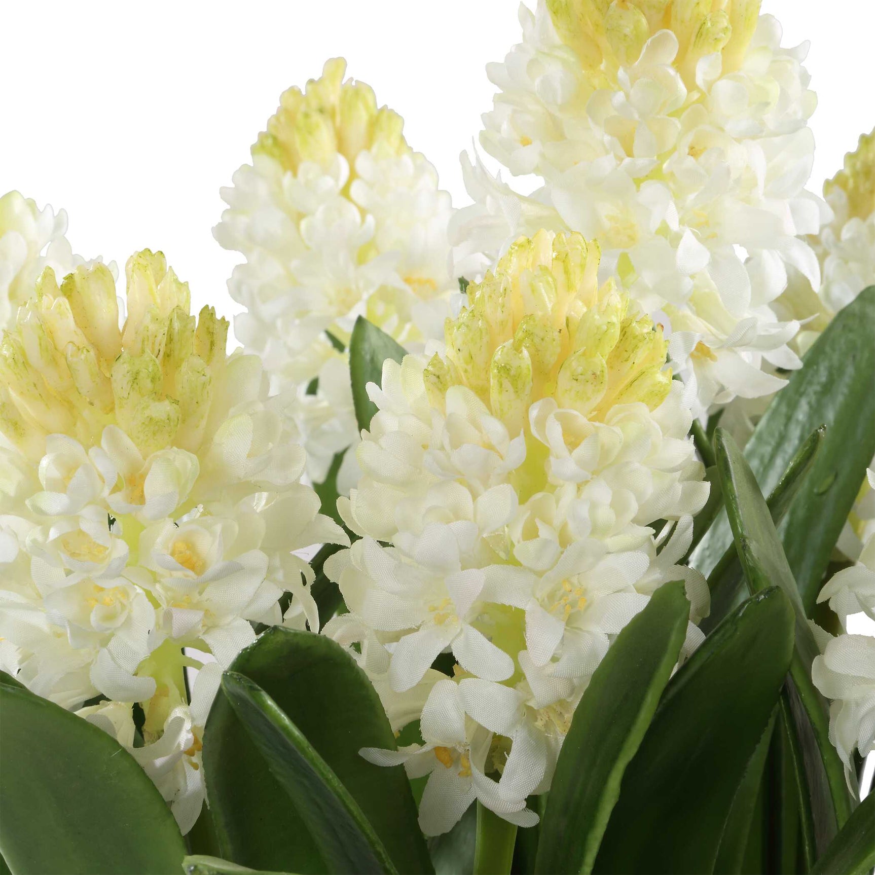 Sincerity Brown/Green/White Potted Hyacinth Plant