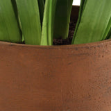 Sincerity Brown/Green/White Potted Hyacinth Plant
