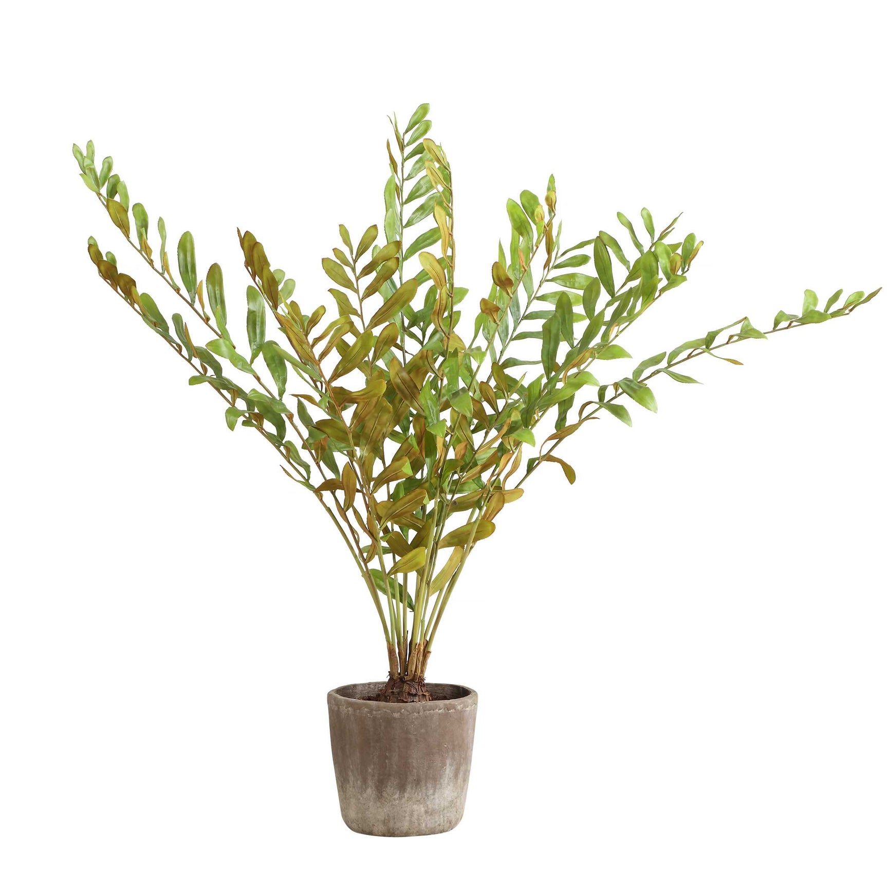 Zamia Green Palm Accent In Planter
