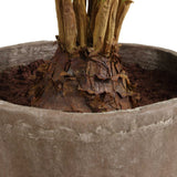 Zamia Green Palm Accent In Planter
