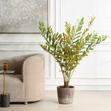 Zamia Green Palm Accent In Planter