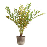 Zamia Green Palm Accent In Planter