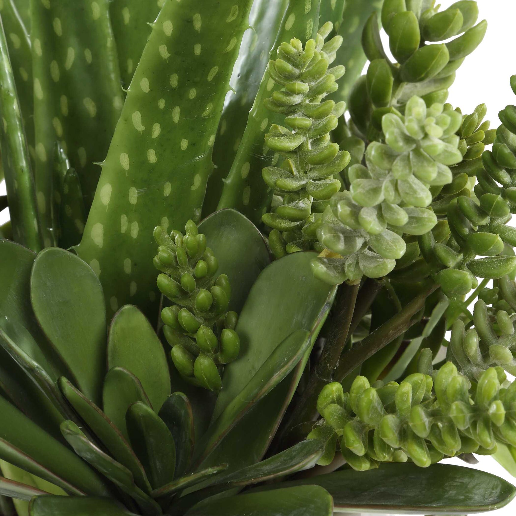 Sundown Succulent Green/White Accent Planter