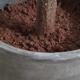 Eden Green Potted Fig Tree