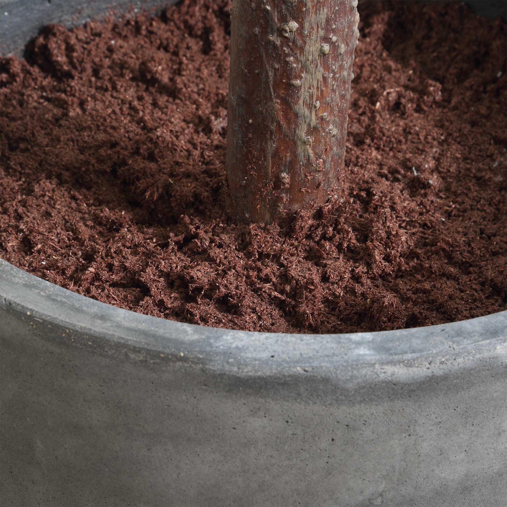 Eden Green Potted Fig Tree