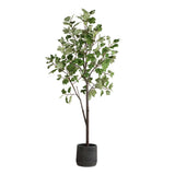 Eden Green Potted Fig Tree