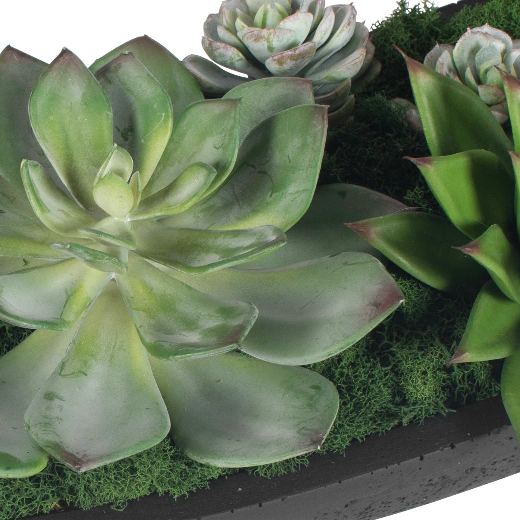 Verde Black/Green Succulent Centerpiece In Bowl