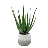 Veranda Blue/Green Indoor-Outdoor Aloe Plant