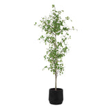 Boreal Birch Potted Tree