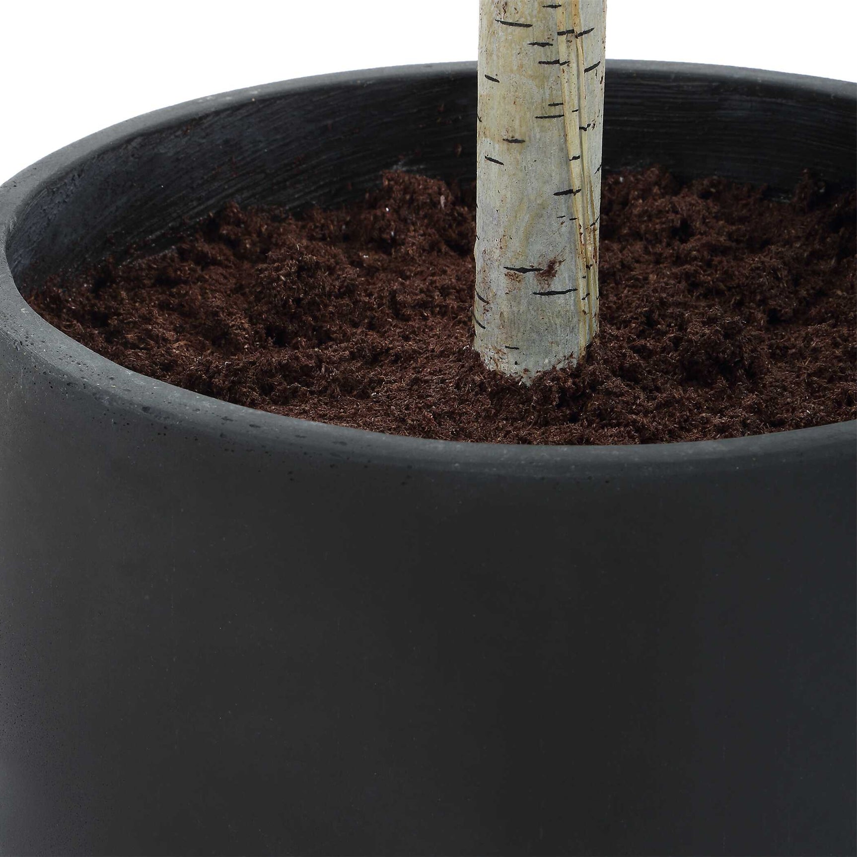 Boreal Birch Potted Tree