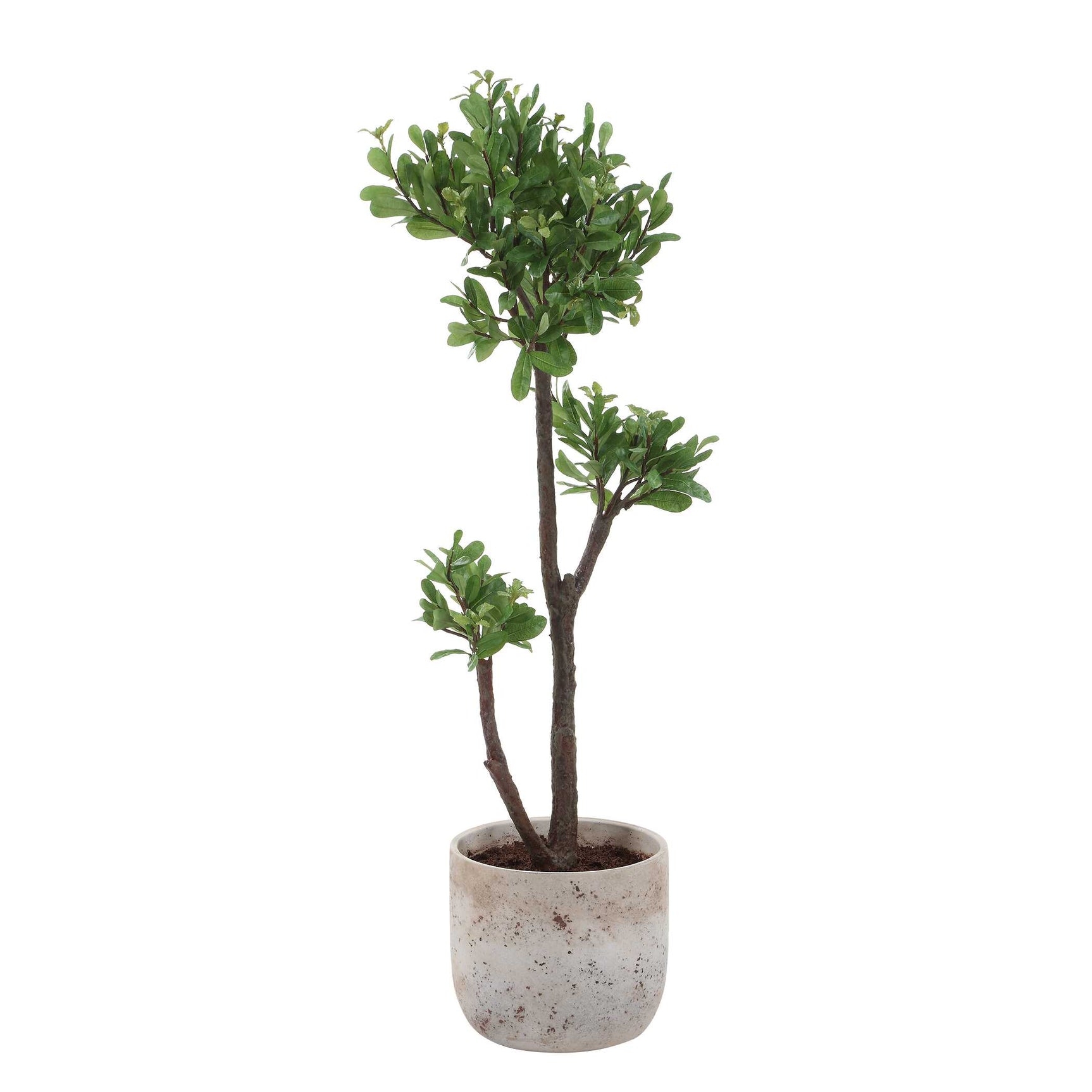 Arbor Strawberry Brown/Green Tree
