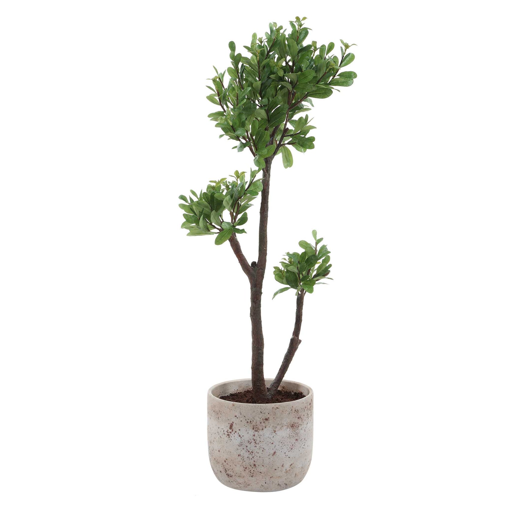Arbor Strawberry Brown/Green Tree