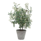 Marisol Olive Potted Plant
