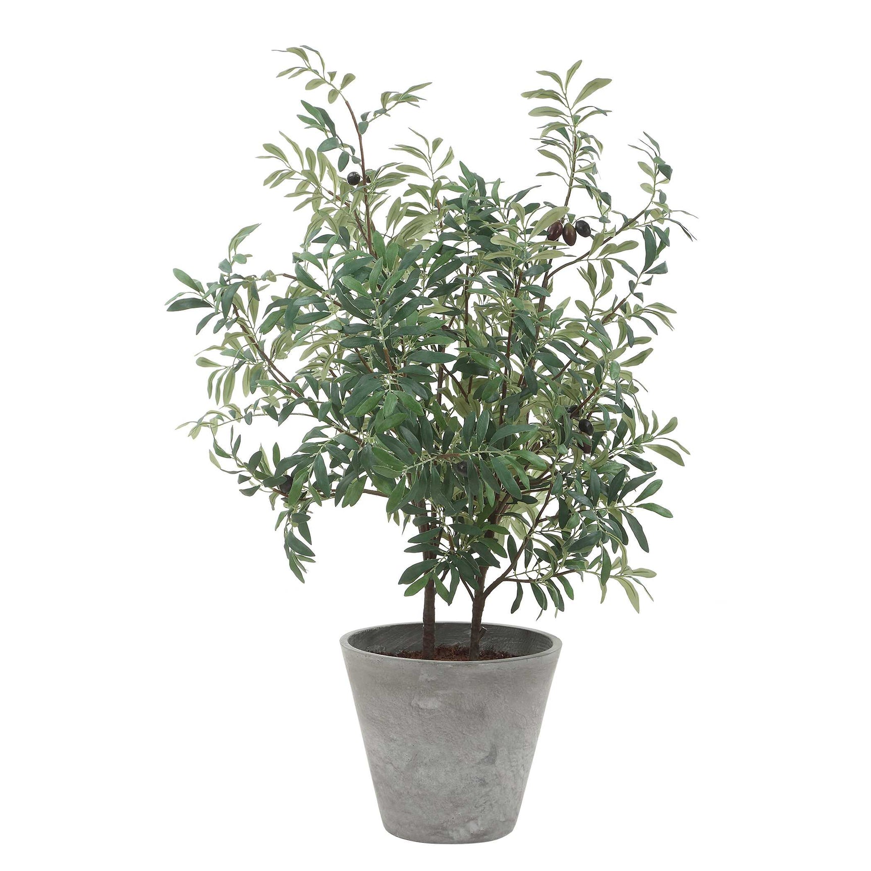 Marisol Olive Potted Plant