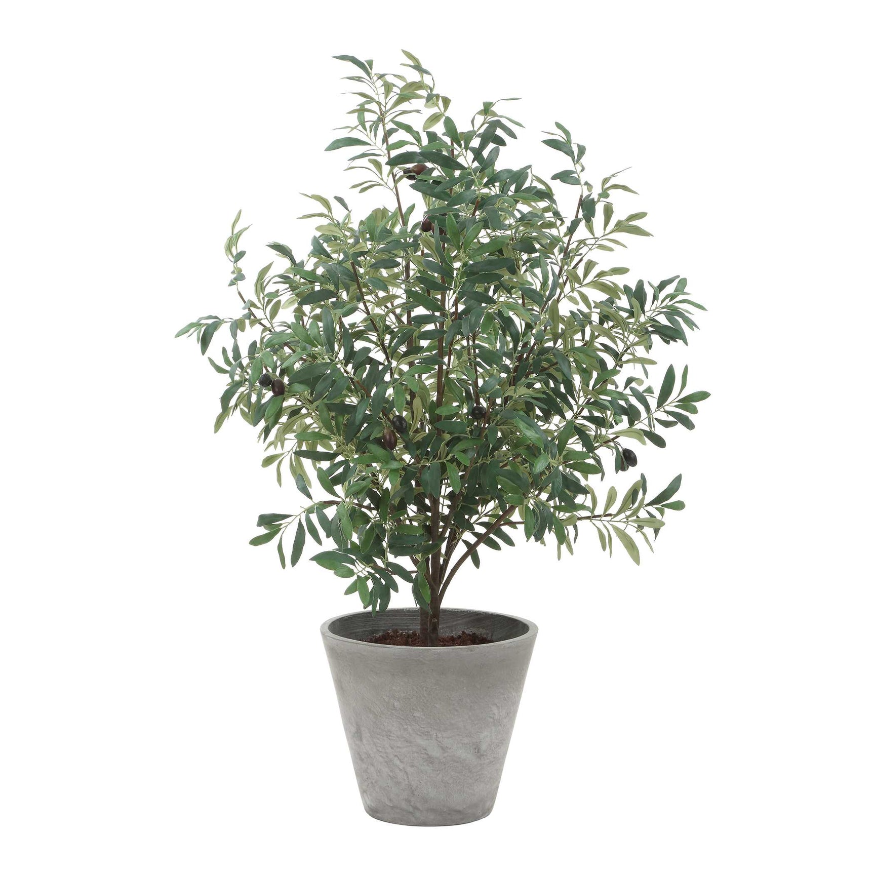 Marisol Olive Potted Plant