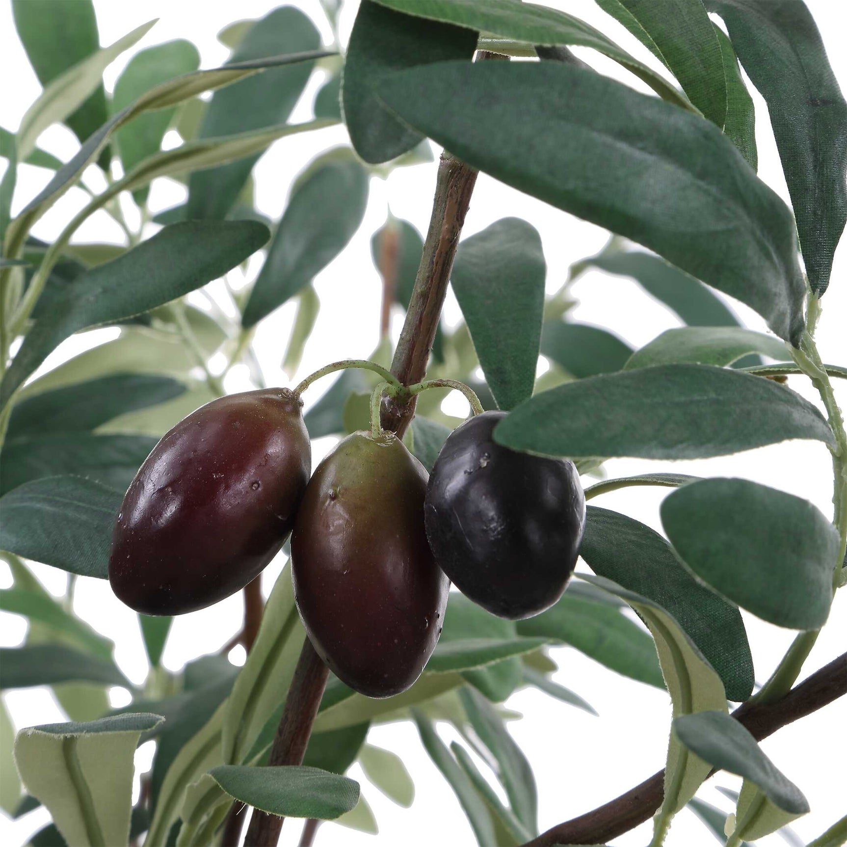 Marisol Olive Potted Plant