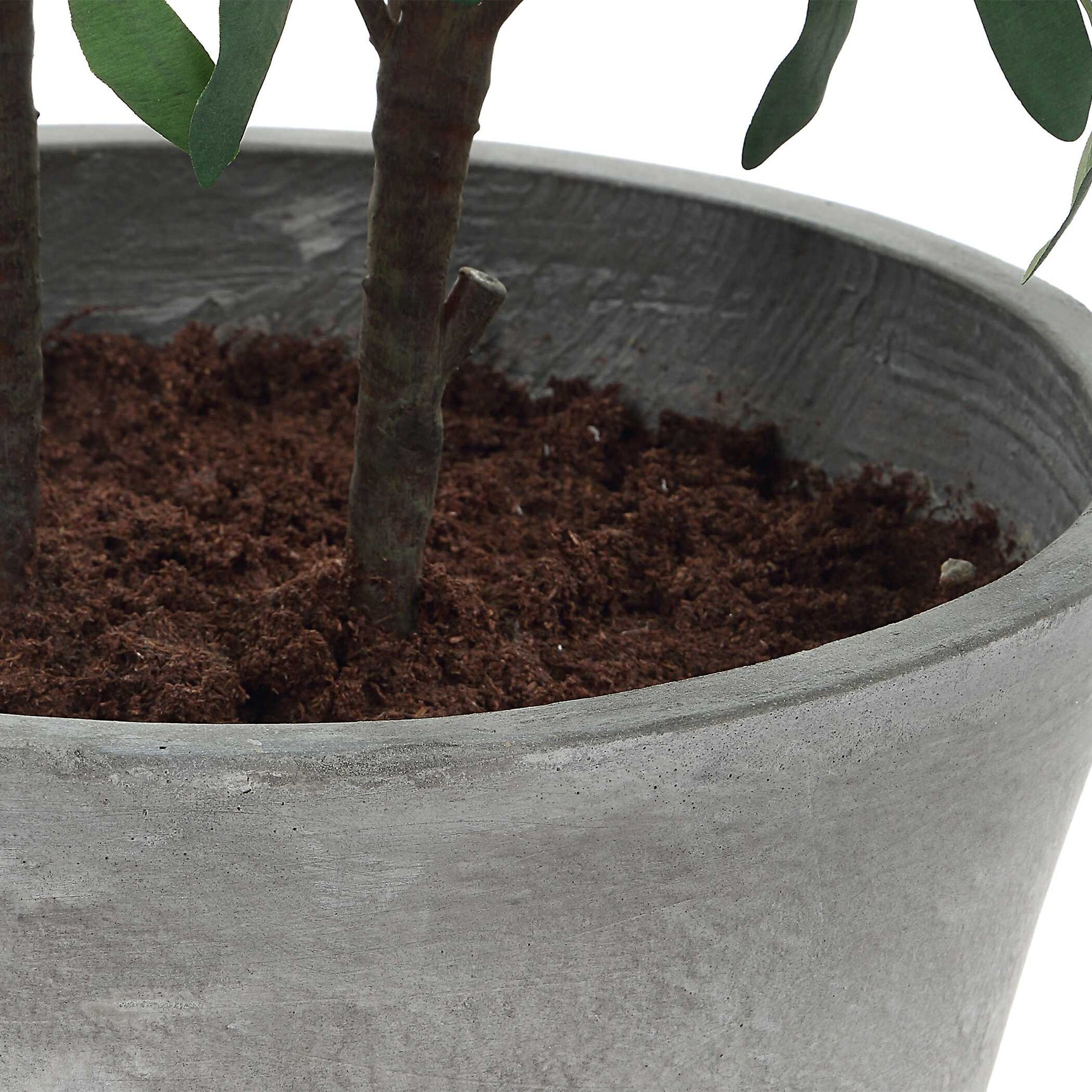 Marisol Olive Potted Plant