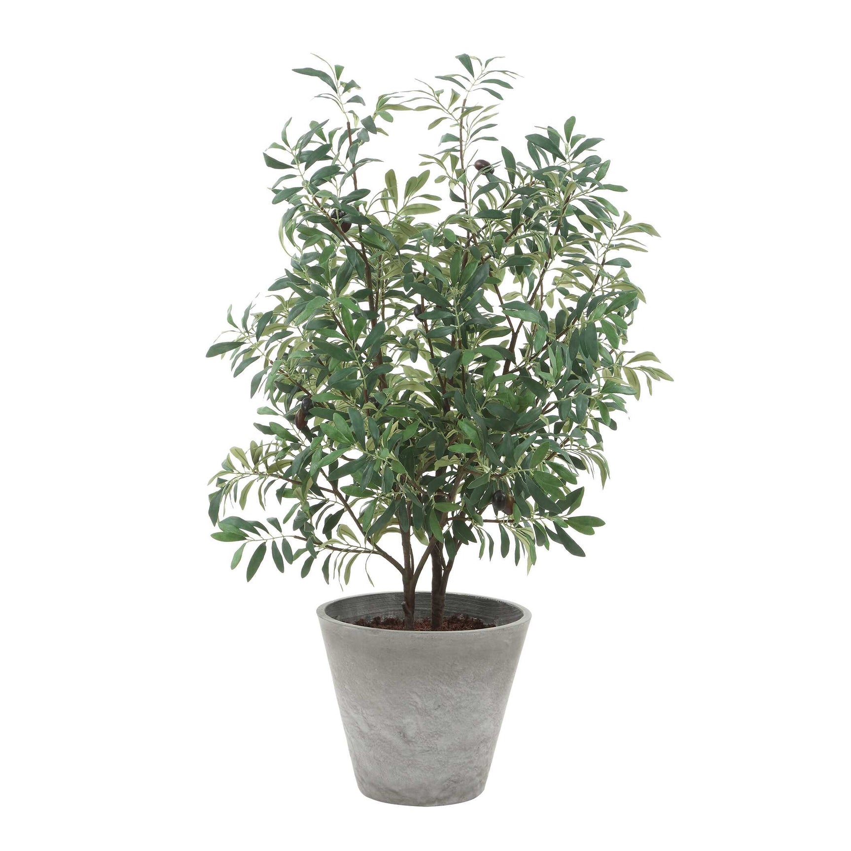 Marisol Olive Potted Plant