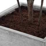 Sonora Olive Gray/Green Tree In Planter