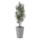 Sonora Olive Gray/Green Tree In Planter